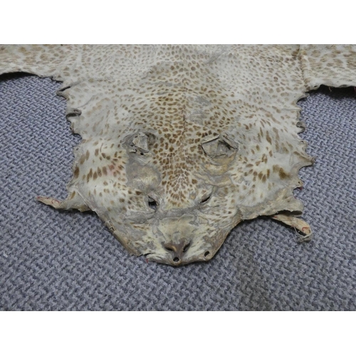 532 - An antique/ Victorian taxidermy leopard skin.