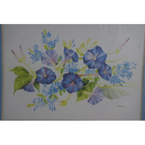 604 - A pair of unframed floral prints signed by the artist C Holding.