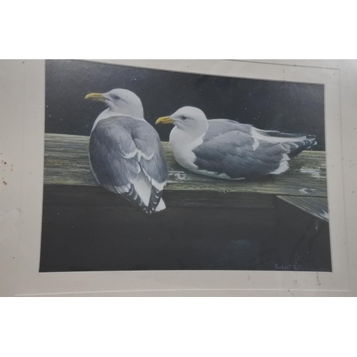 233 - A framed print of seagulls by Robert Bateman, measuring 66cm x 54cm.