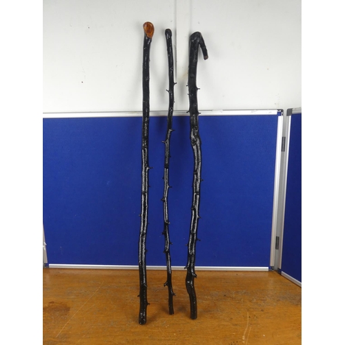 102 - Three blackthorn walking sticks.