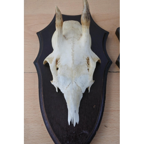 200 - Three animal skull wall plaques.