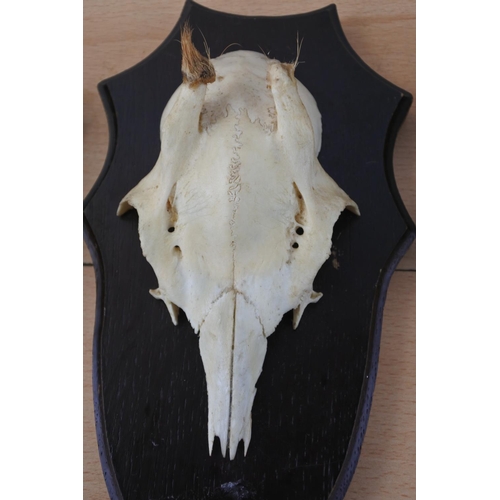 200 - Three animal skull wall plaques.