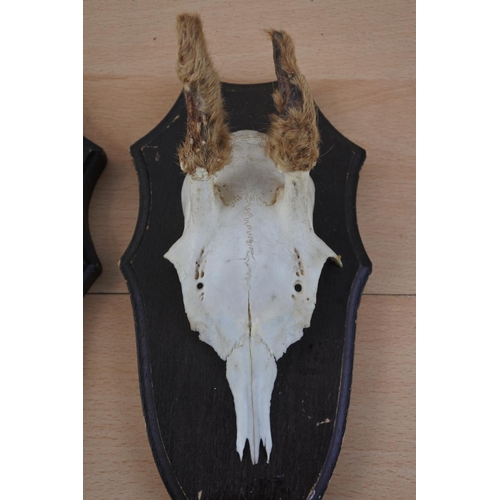 200 - Three animal skull wall plaques.