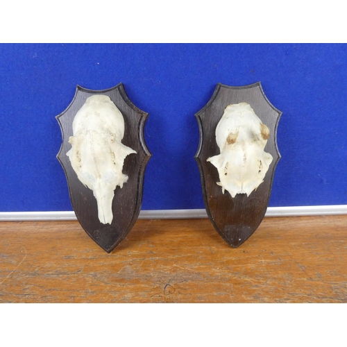 305 - Two wall mounted animal skull plaques.