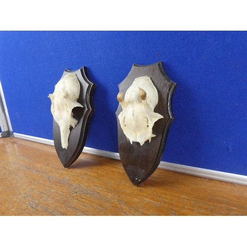 305 - Two wall mounted animal skull plaques.