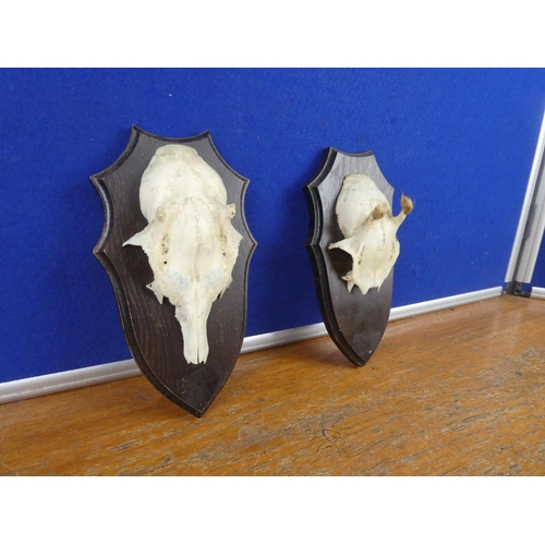 305 - Two wall mounted animal skull plaques.