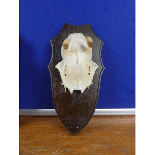 305 - Two wall mounted animal skull plaques.