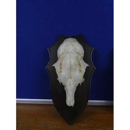 305 - Two wall mounted animal skull plaques.