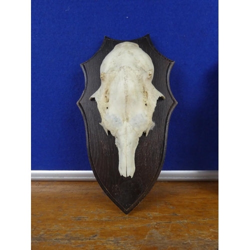 305 - Two wall mounted animal skull plaques.