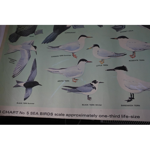 977 - A vintage chart of sea birds.