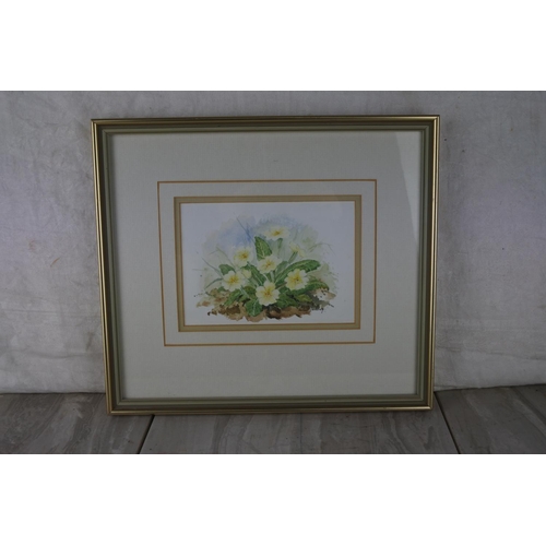 320 - A framed watercolour of primroses signed Helen Galway. Approx 30x33cm.