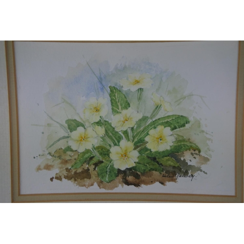 320 - A framed watercolour of primroses signed Helen Galway. Approx 30x33cm.