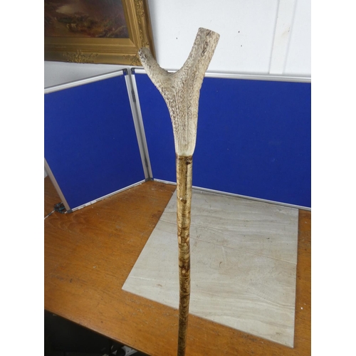 567 - A horn handled shepherd crook.  Approx 163cm.