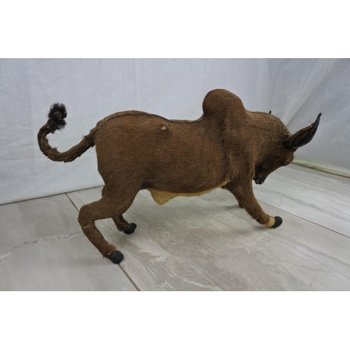 151 - A stuffed and fur covered Spanish Bull figure.