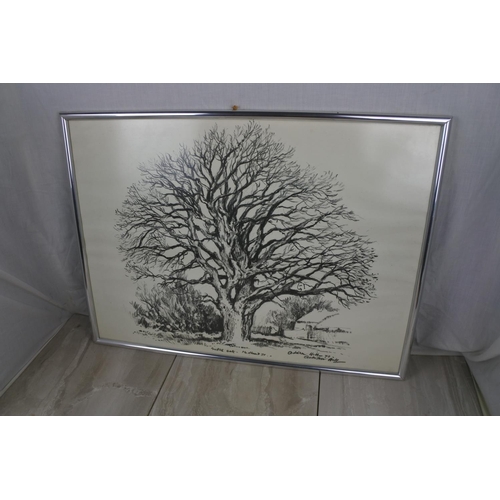 158 - A large framed signed print of an oak tree, by artist Adrian Hill, Approx 65x49cm.