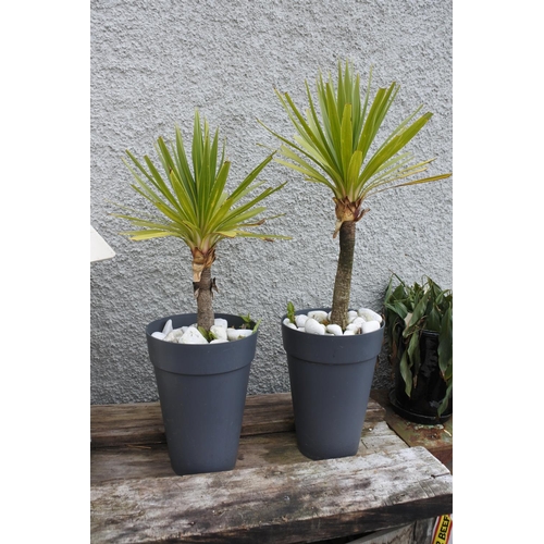 768 - Two potted garden plants.