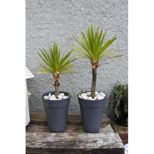 768 - Two potted garden plants.