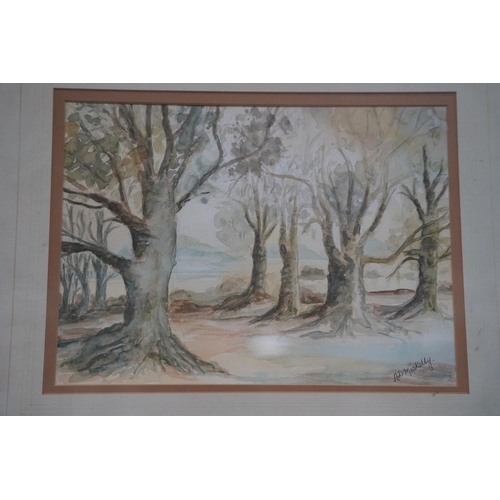 117 - A framed watercolour of a forest scene signed A D Miskelly.