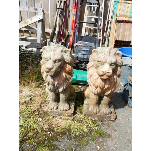 596 - A stunning pair of terracotta lions. Measuring 23x24x52cm.