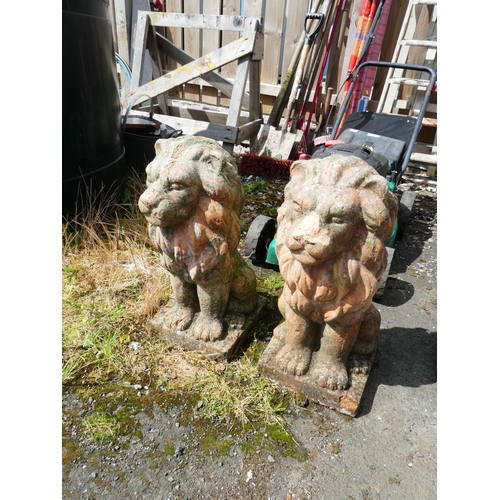 596 - A stunning pair of terracotta lions. Measuring 23x24x52cm.