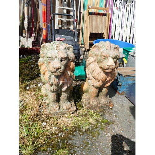 596 - A stunning pair of terracotta lions. Measuring 23x24x52cm.