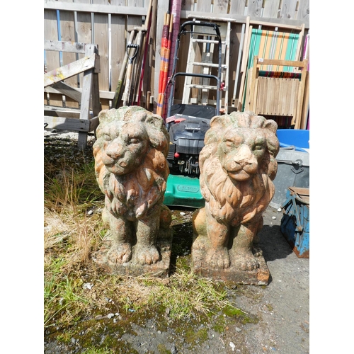 596 - A stunning pair of terracotta lions. Measuring 23x24x52cm.