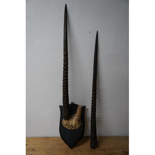 289 - A stunning mounted set of animal horns, measuring 39