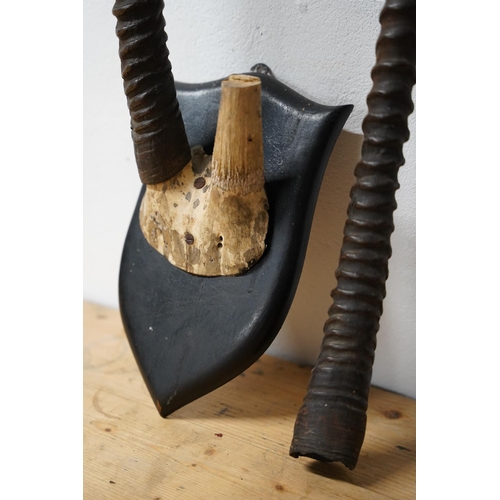 289 - A stunning mounted set of animal horns, measuring 39