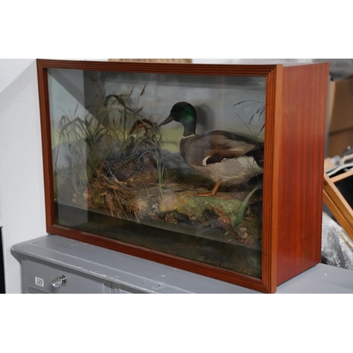 322 - A stunning large cased display of two taxidermy ducks.