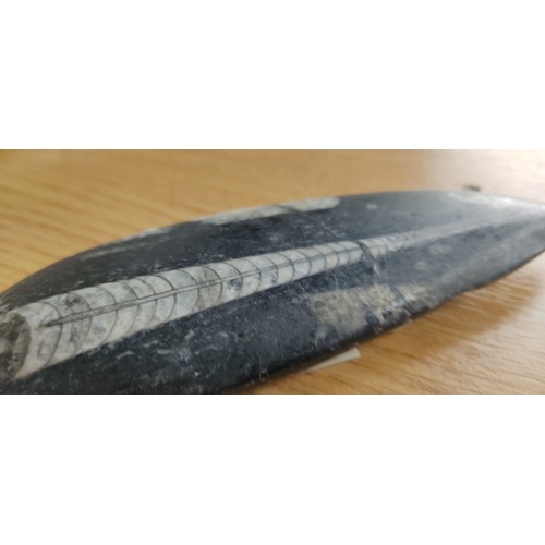 334 - A stunning example of a polished Orthoceras, from the Devonian period, roughly 380 million years old... 