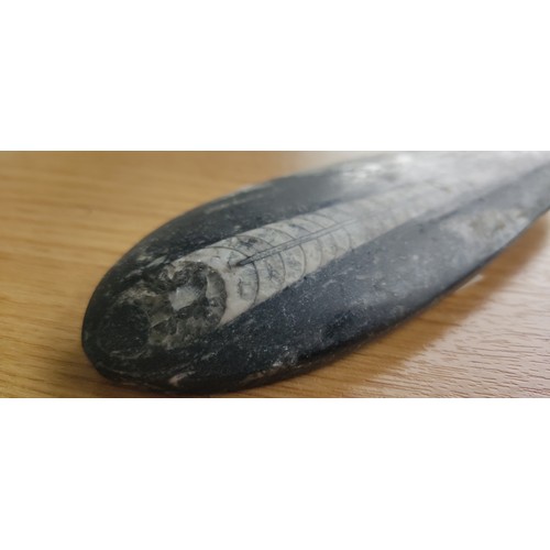 334 - A stunning example of a polished Orthoceras, from the Devonian period, roughly 380 million years old... 