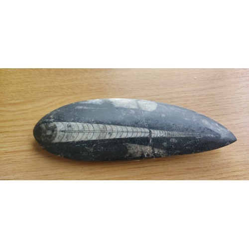 334 - A stunning example of a polished Orthoceras, from the Devonian period, roughly 380 million years old... 