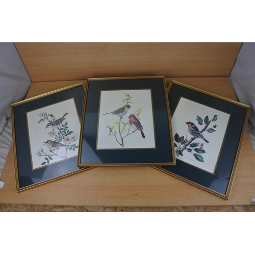 861 - Three framed pictures of birds.