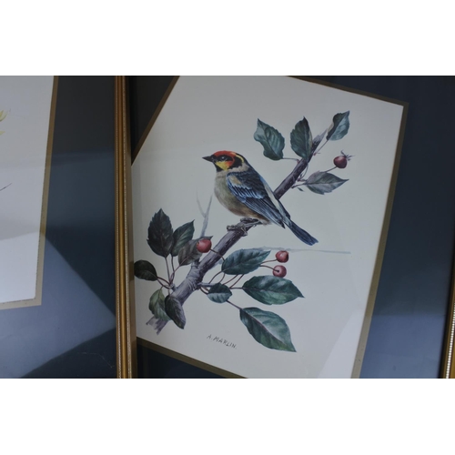 861 - Three framed pictures of birds.