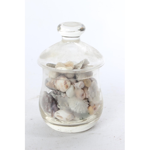 955 - A glass jar containing assortment of sea shells.