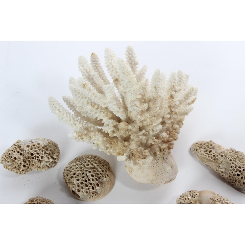 43 - A large piece of coral and an assortment of shells.