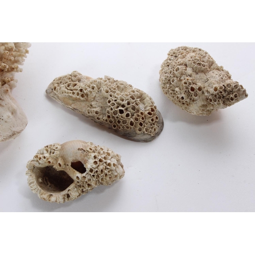 43 - A large piece of coral and an assortment of shells.