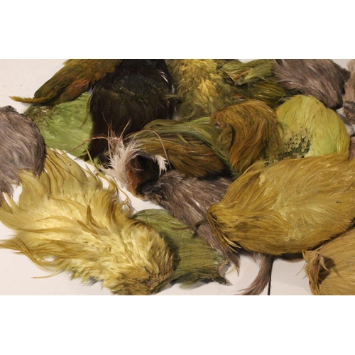 426 - A large lot of assorted fly tying feathers.