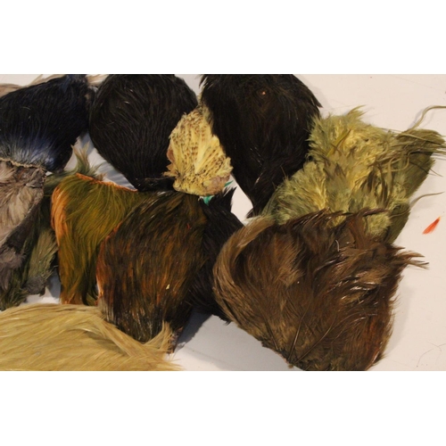 426 - A large lot of assorted fly tying feathers.