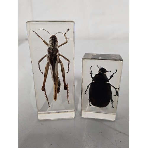140 - 2 vintage insects in lucite.