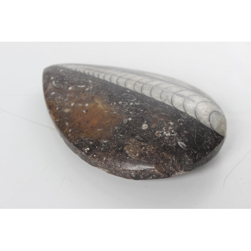 174 - A polished fossilized stone.