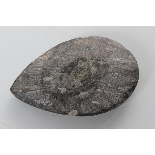 174 - A polished fossilized stone.