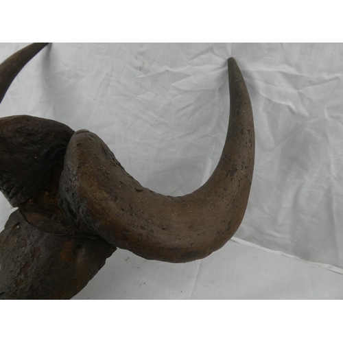 404 - A set of taxidermy horns on partial skull mount.