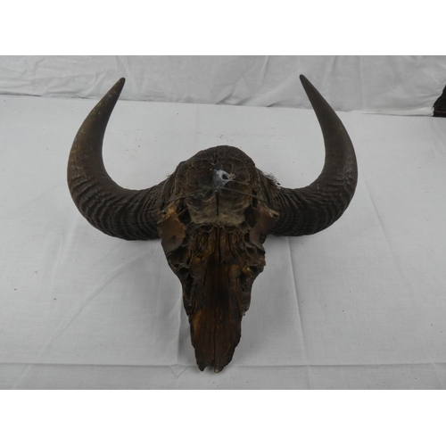 404 - A set of taxidermy horns on partial skull mount.