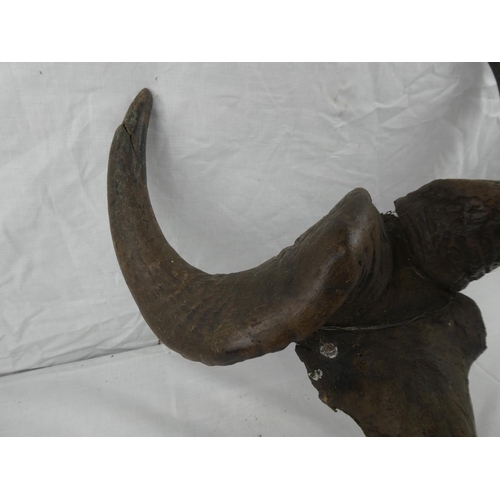 408 - A set of taxidermy horns on partial skull mount.