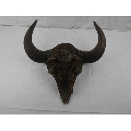 408 - A set of taxidermy horns on partial skull mount.