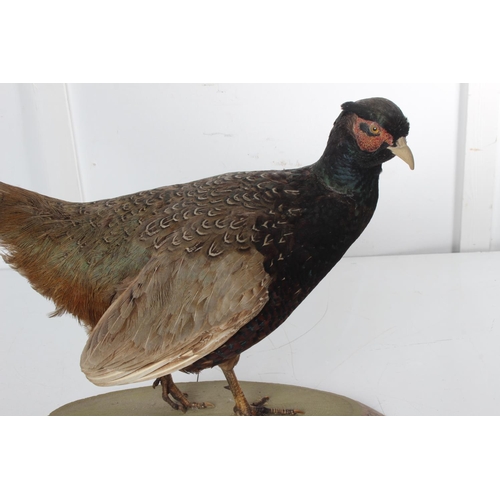 487 - A vintage/ antique taxidermy pheasant.