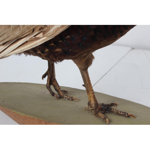 487 - A vintage/ antique taxidermy pheasant.