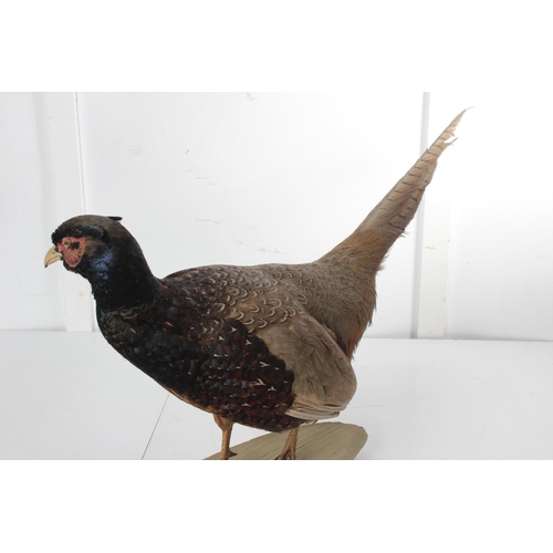 487 - A vintage/ antique taxidermy pheasant.