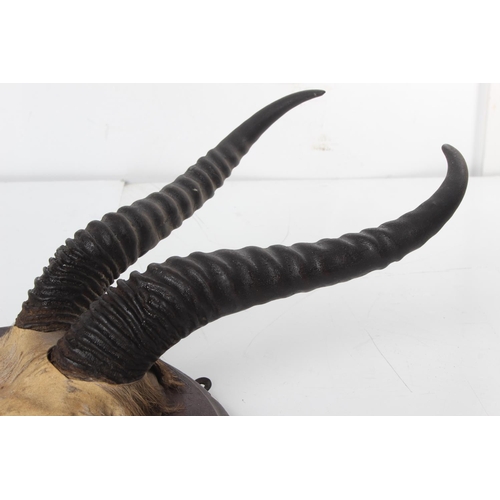 489 - A set of horns on partial skull mount, measuring 33cm x 27cm.